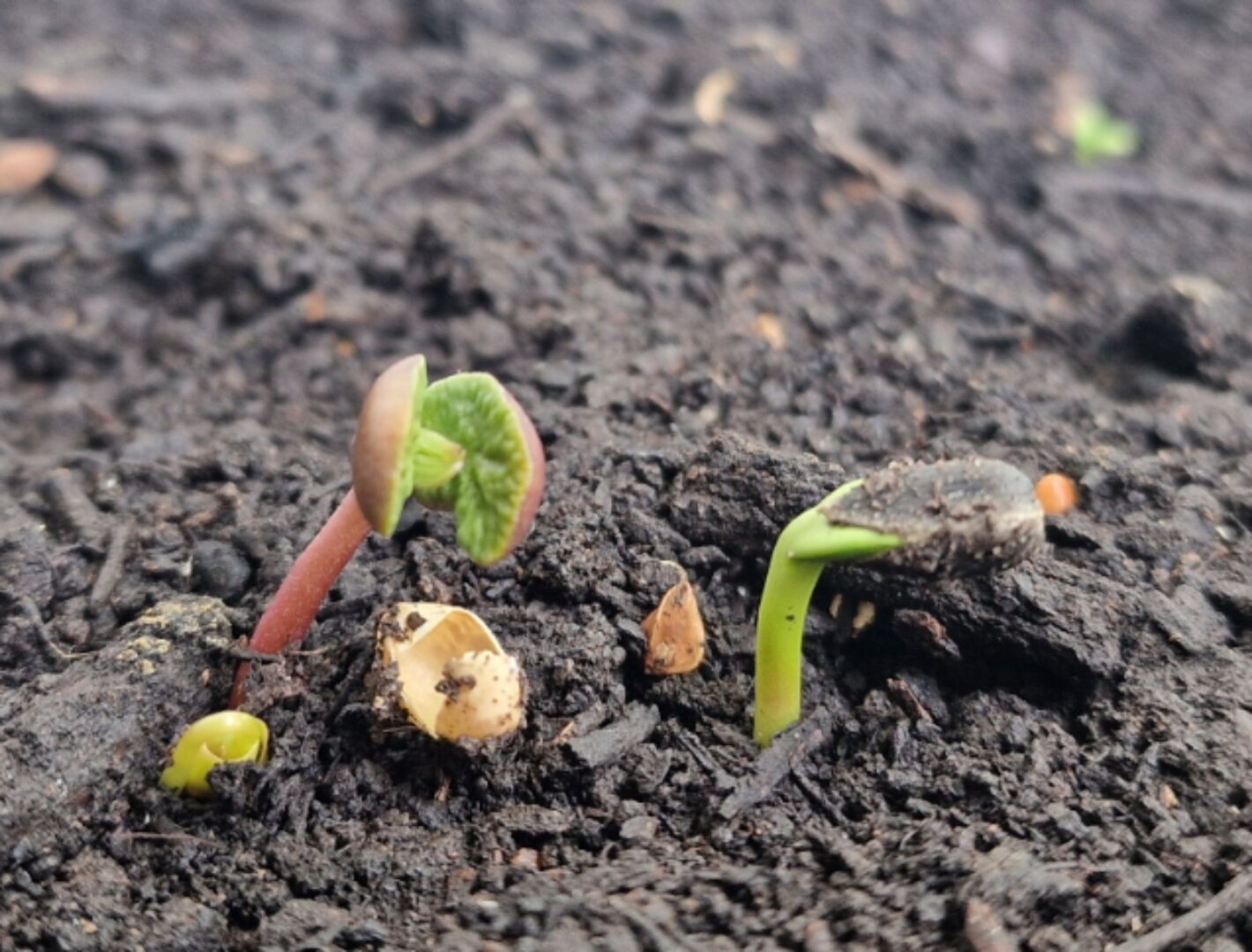 Two seedlings have emerged from the dark earth; they look like aliens.