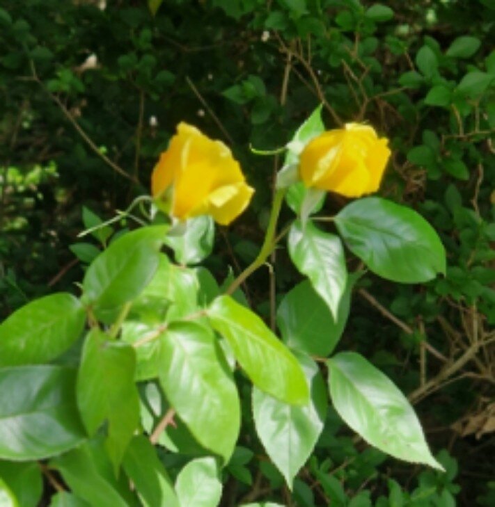 Two yellow roses in my garden