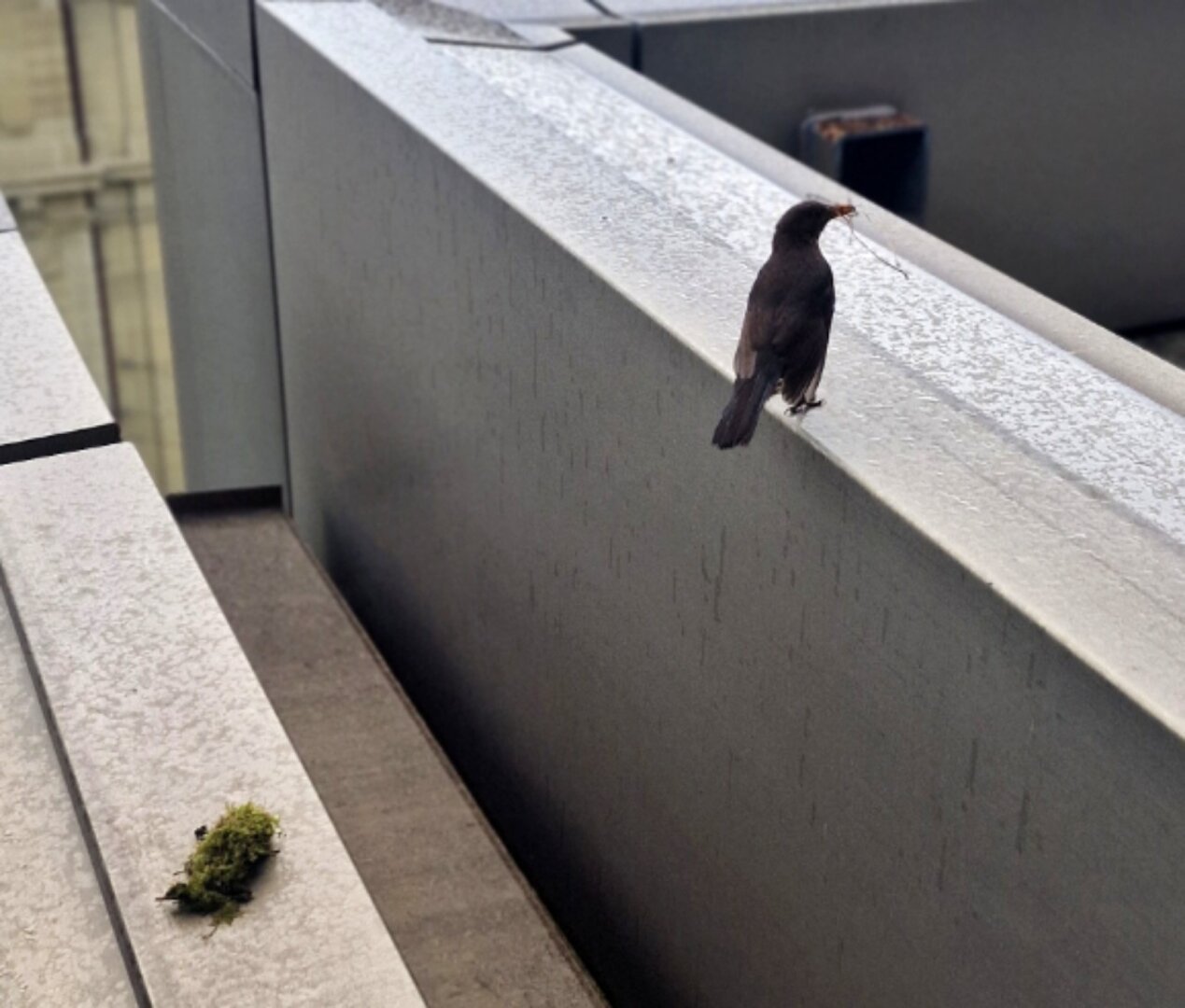 Female blackbird gathers no moss...
but other materials for her nest.