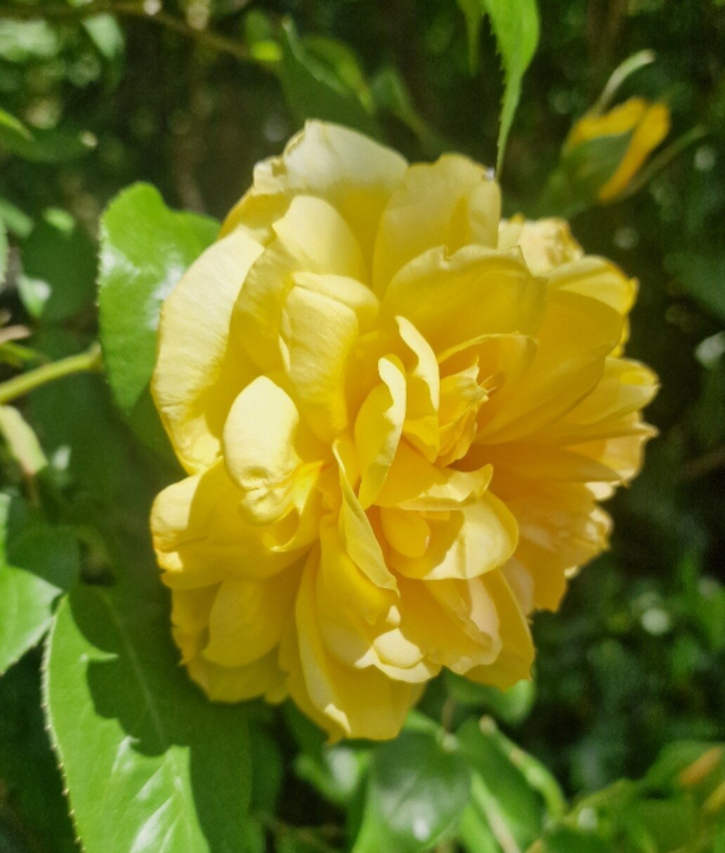 Yellow rose in my garden