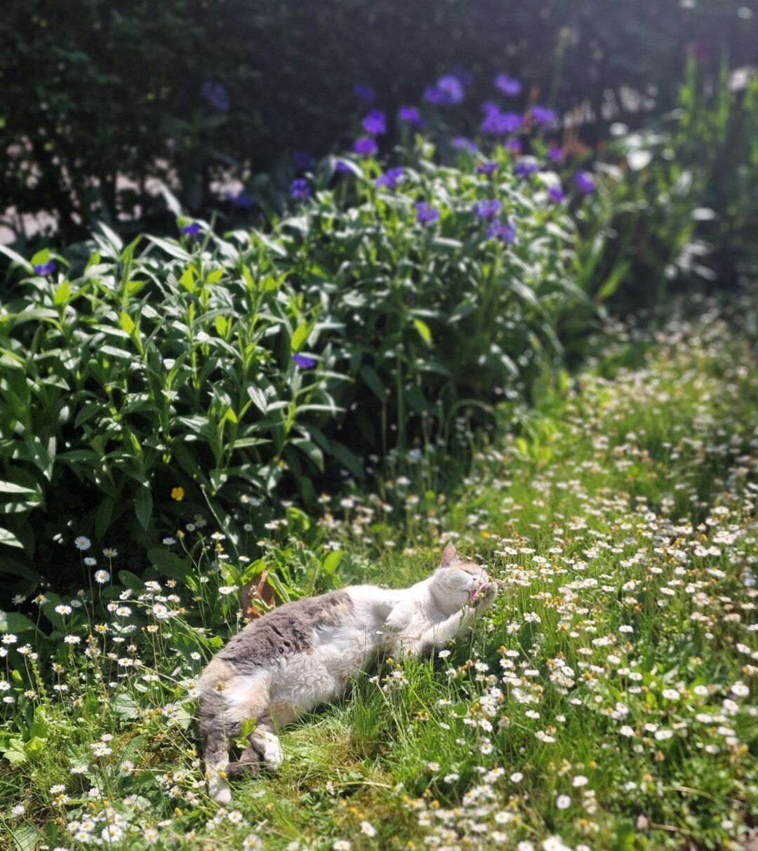 White-grey cat lying in the lawn with lots of daisies. Cornflowers blooming in the background.