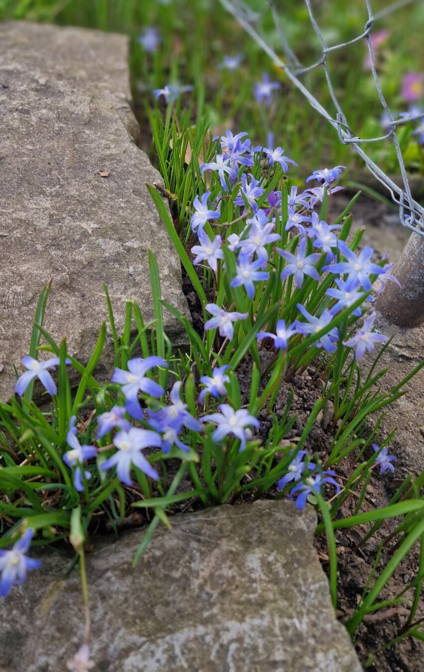 Gewöhnliche Sternhyazinthe (Chionodoxa luciliae), auch Schneeglanz oder Gewöhnlicher Schneestolz