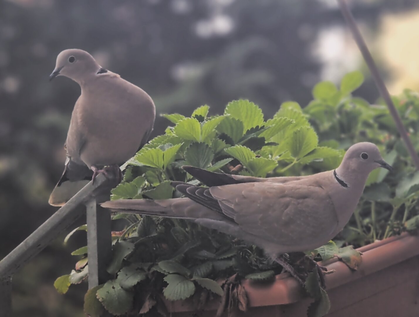 Zwei Türkentäubchen sitzen in einer Erdbeerkiste auf dem Balkongeländer