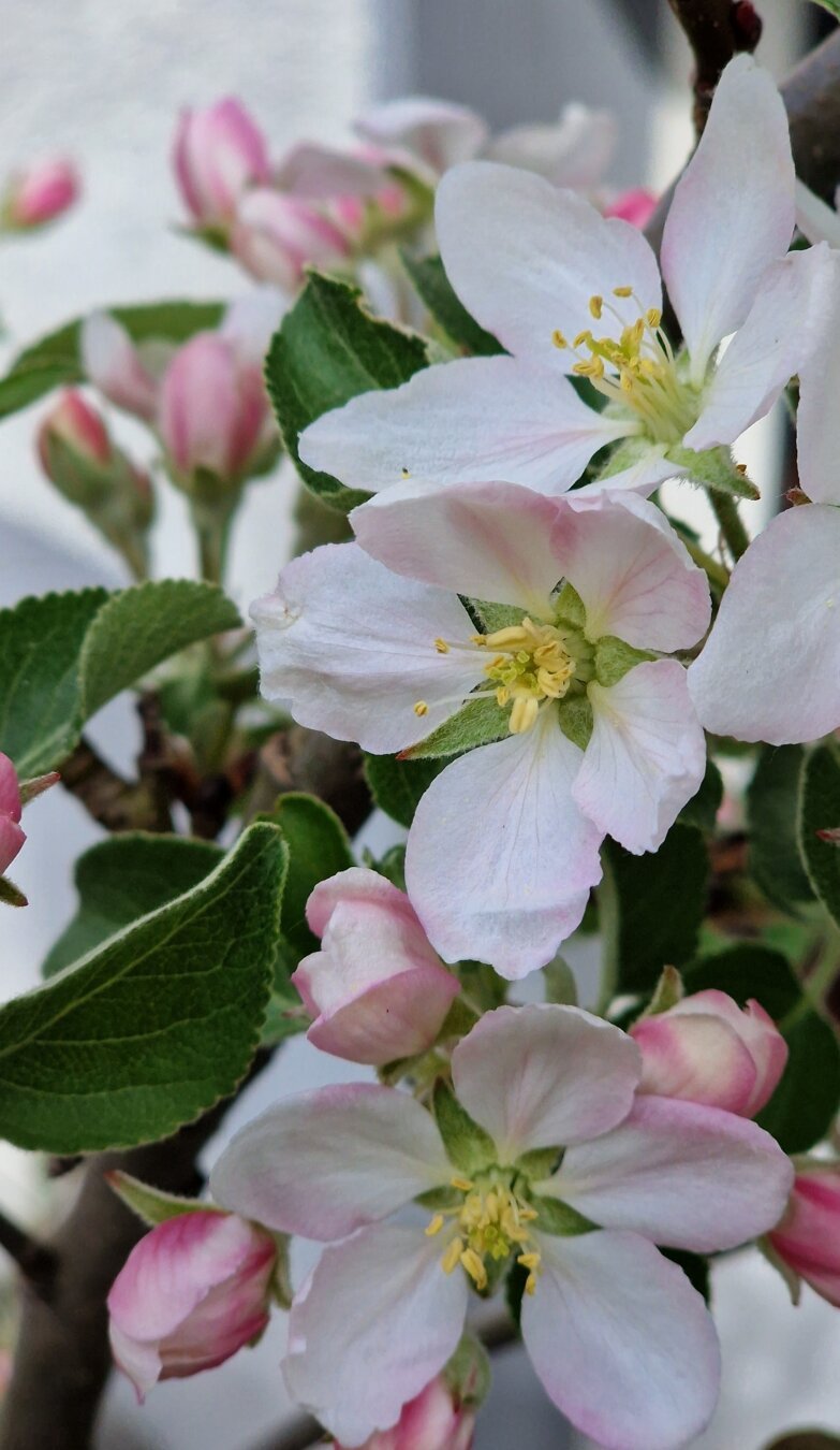 Nahaufnahme von einigen Apfelblüten von meinem Bäumchen im Garten