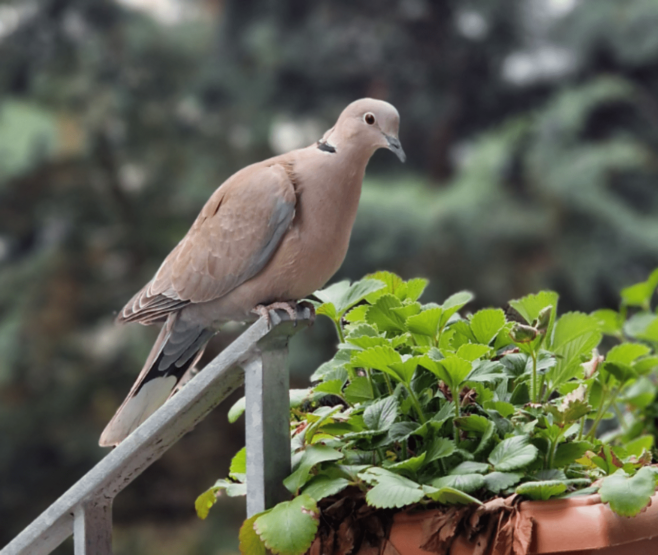 Türkentaube krallt sich am Metallgeländer der Gartentreppe fest.