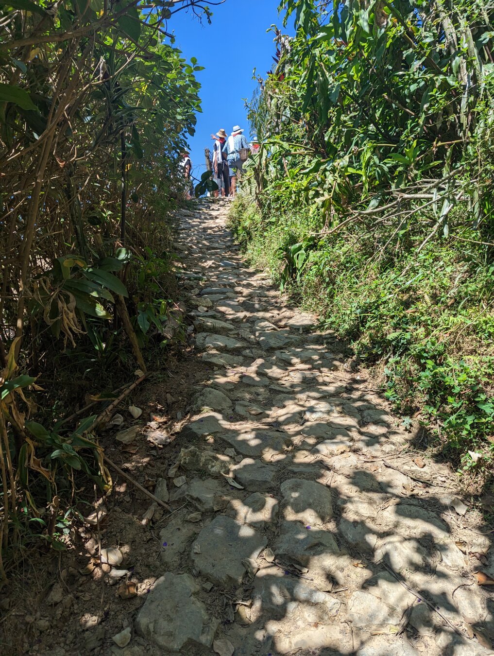 A trail through the coffee bushes