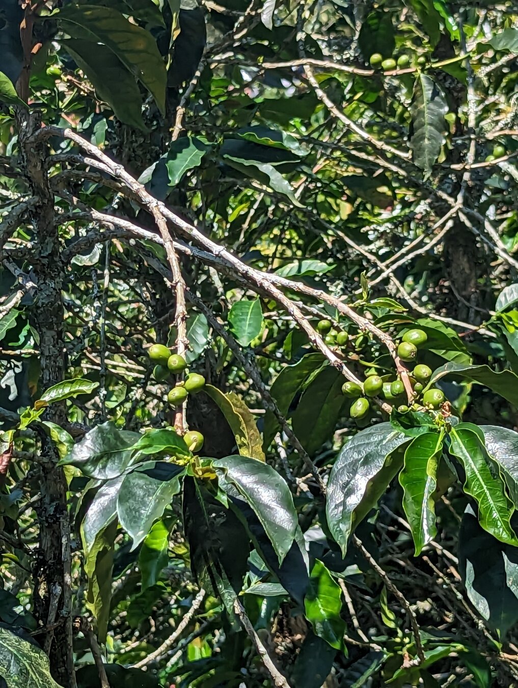 Unripe coffee beans