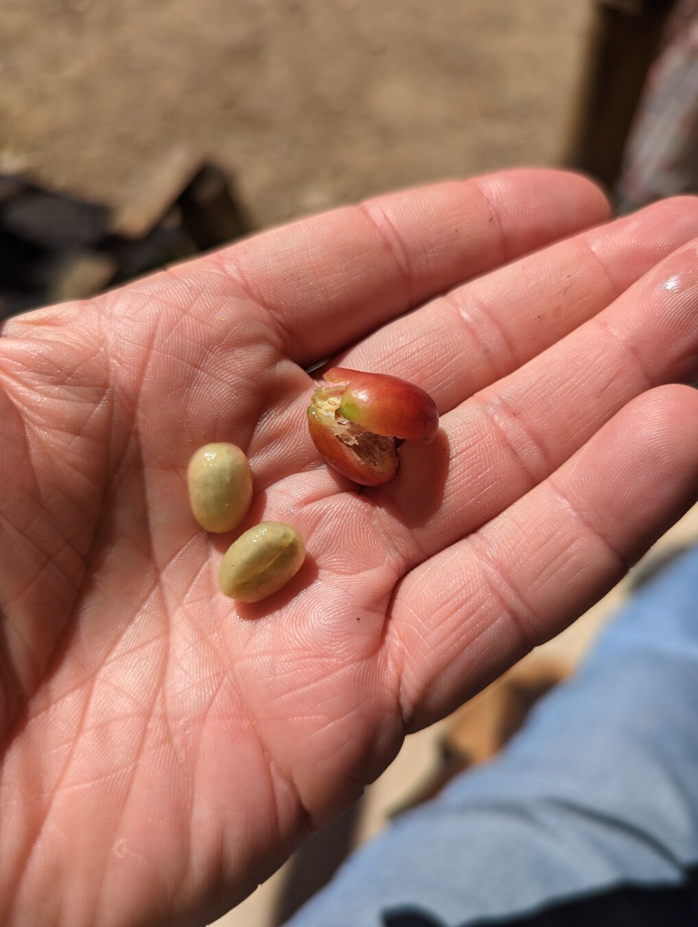 A coffee bean with the skin removed