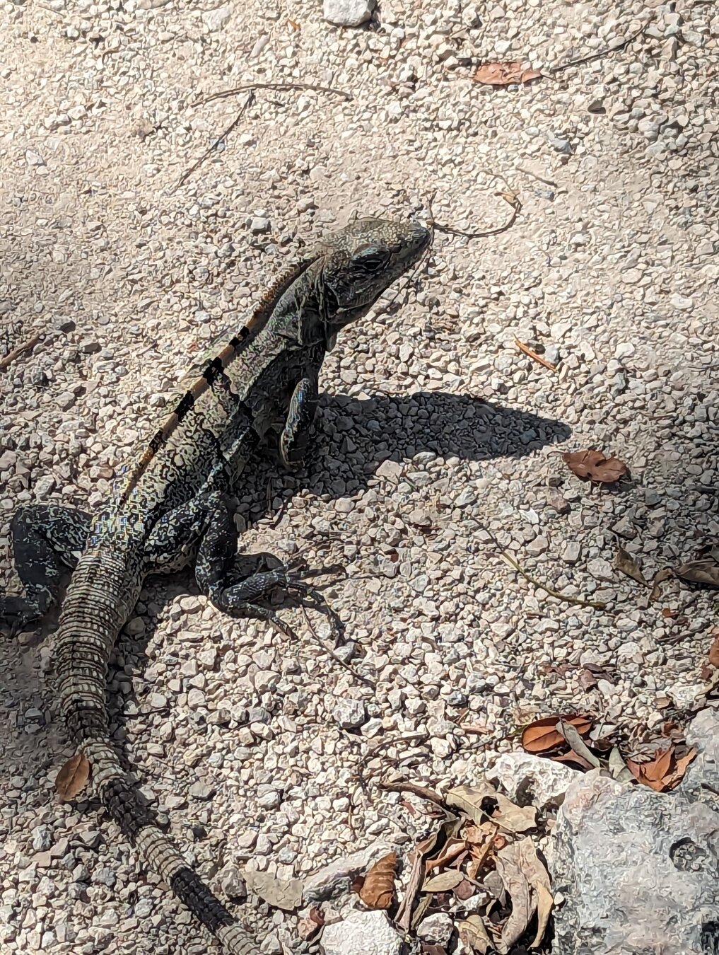 One of the creatures wandering around on a hot day. I believe it's an iguana.