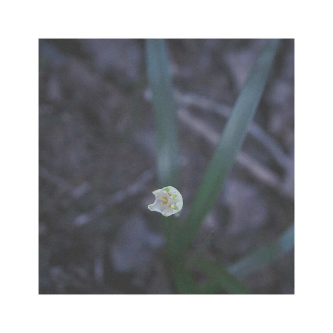 one white spring snowflake against a dark, blurry background about to blossom out