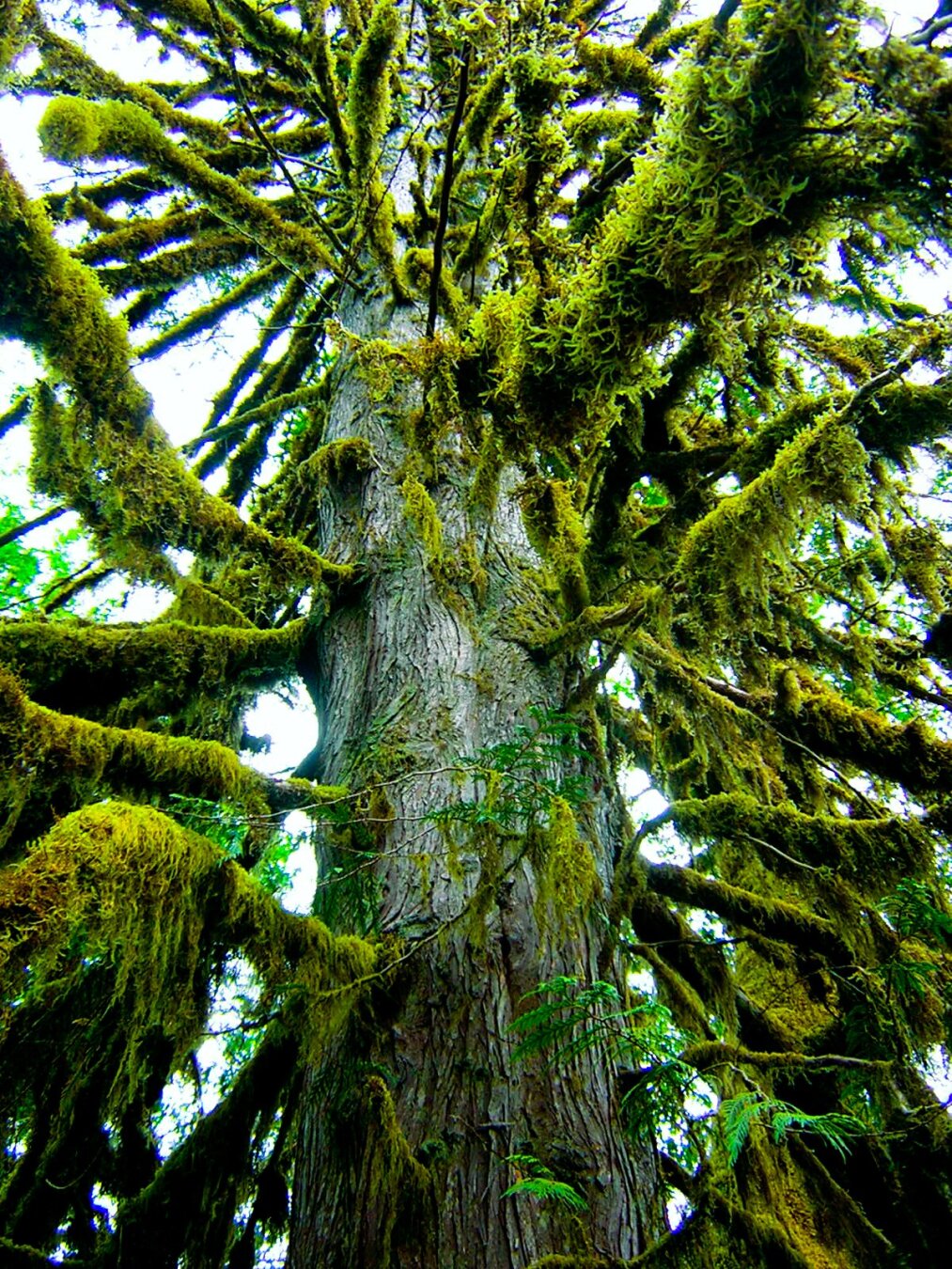 A color photo of a large old fir tree covered with hanging moss. A color photo of a large old fir tree covered with hanging moss.