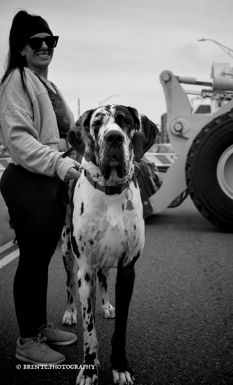 Black and white photo of a black and white great dane dog with a woman standing next to it.