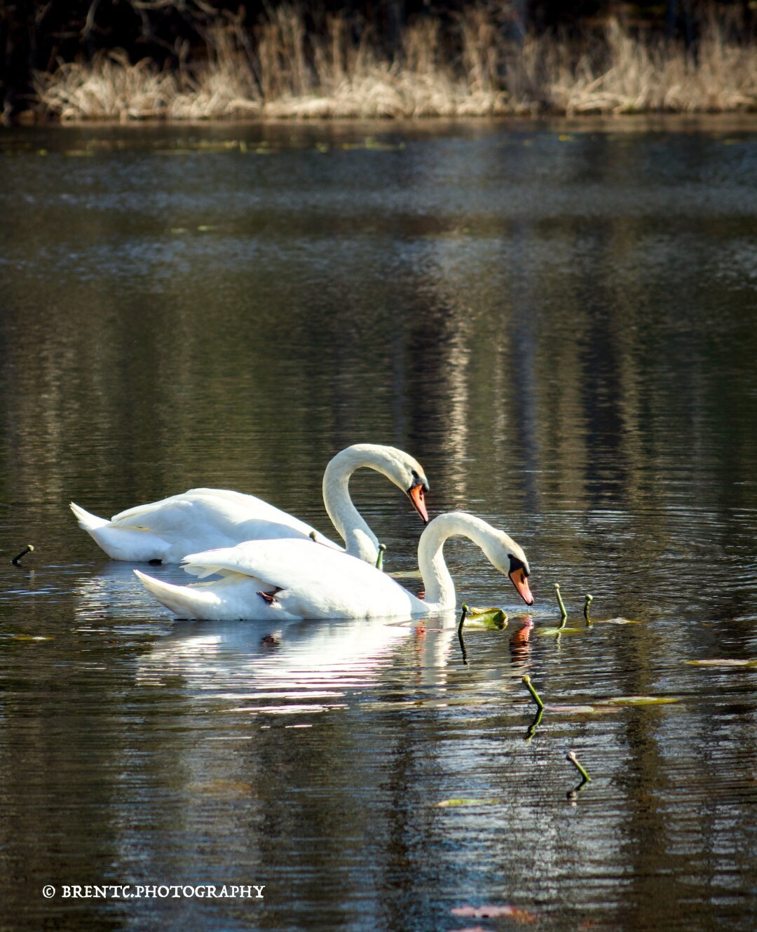 Two swans in a lake floating and eating with each other with grasses in the background