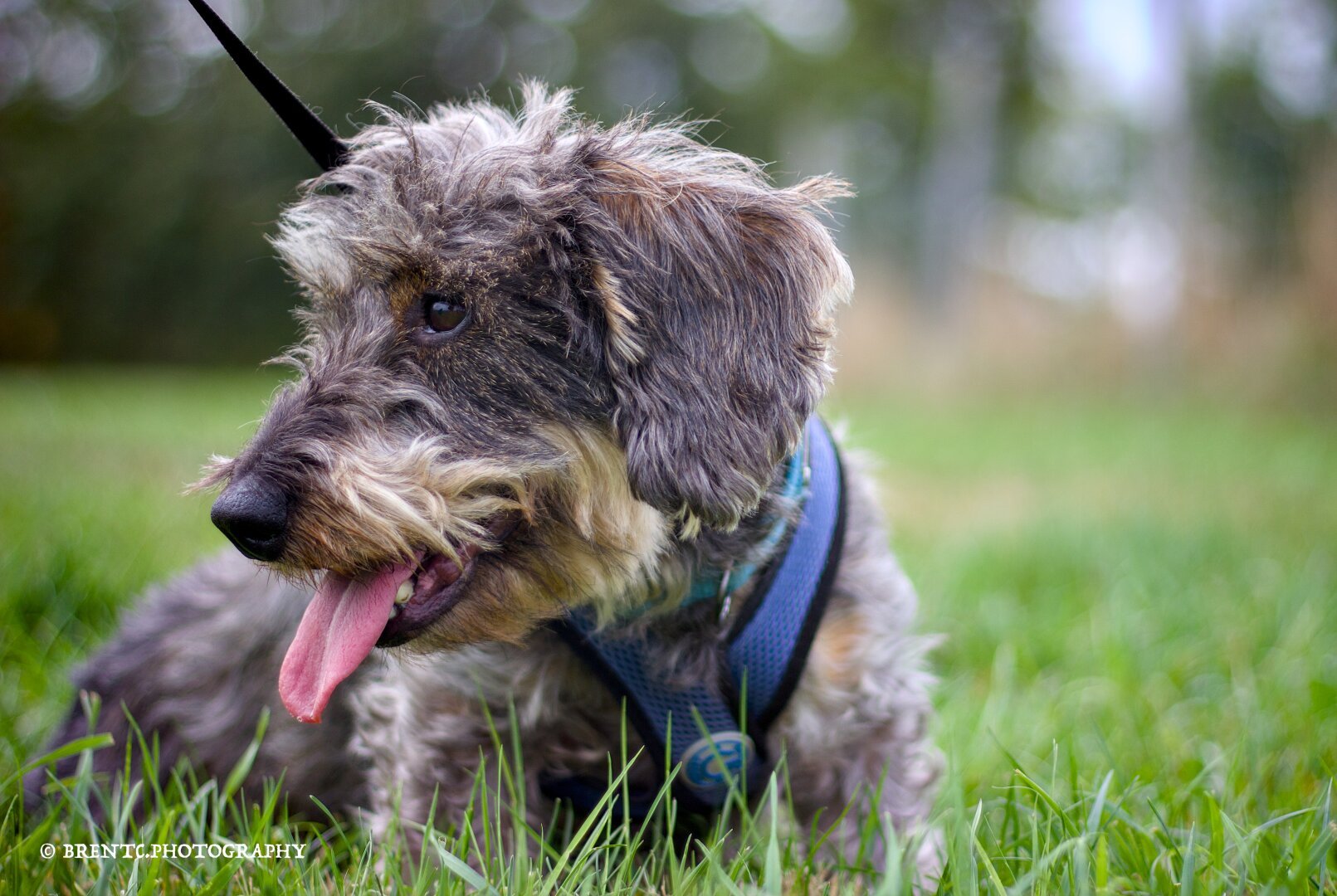 A wirehaired dachsund (teckel) looking to the side in tall grass