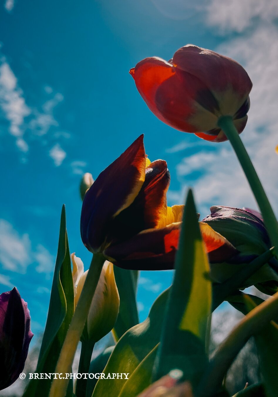 Red flowers seen from the ground looking up at a blue sky with few clouds.