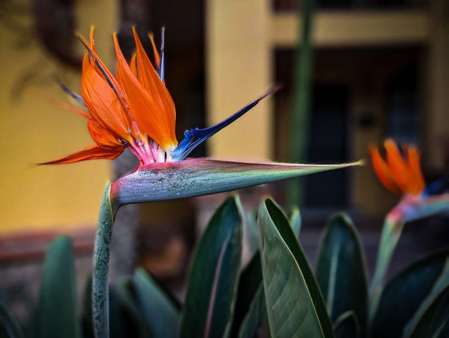 A bird of paradise flower with vignetting and yellow walls in the background.