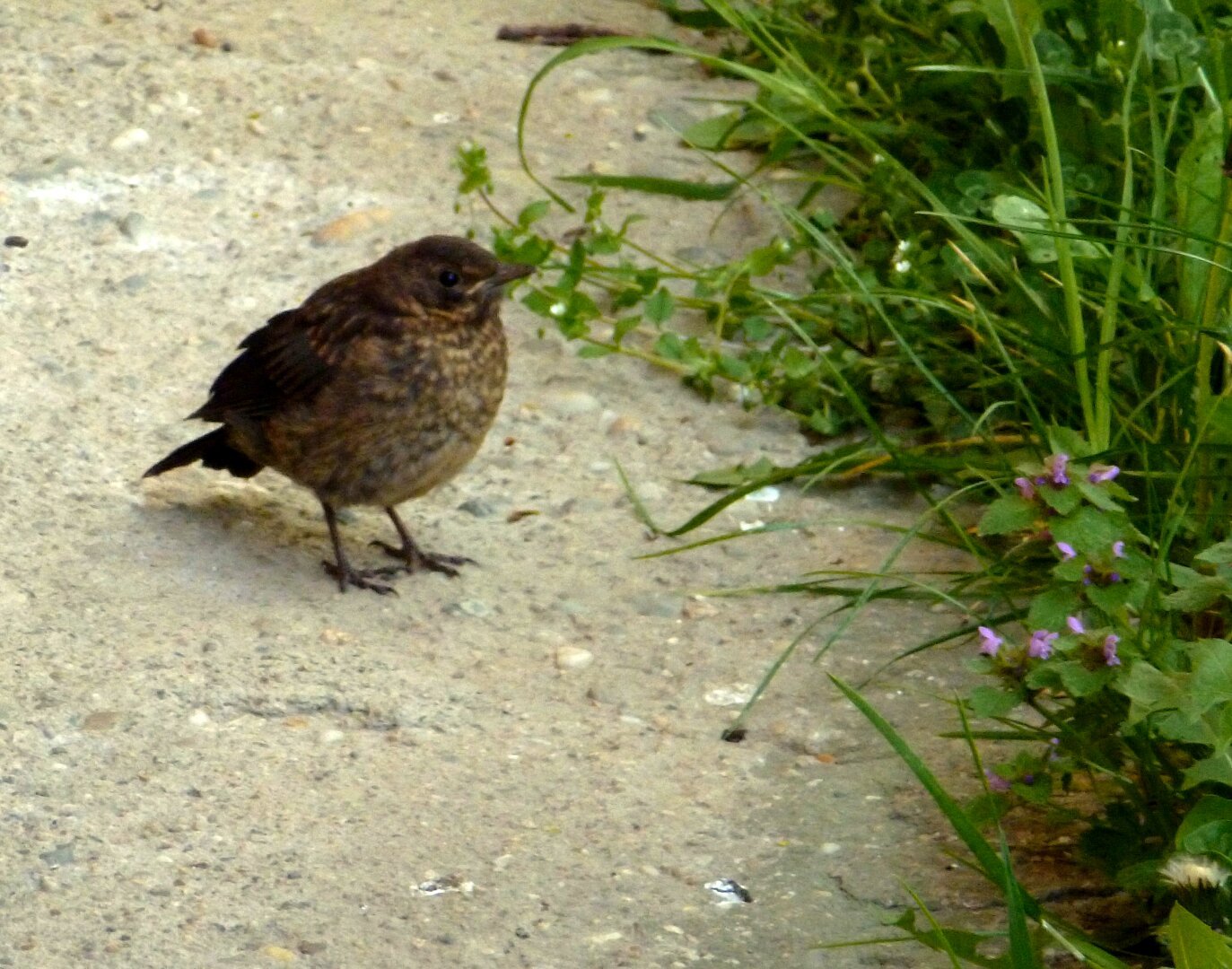the female thrush is standing on the wall, there is a tuft of grass to her right