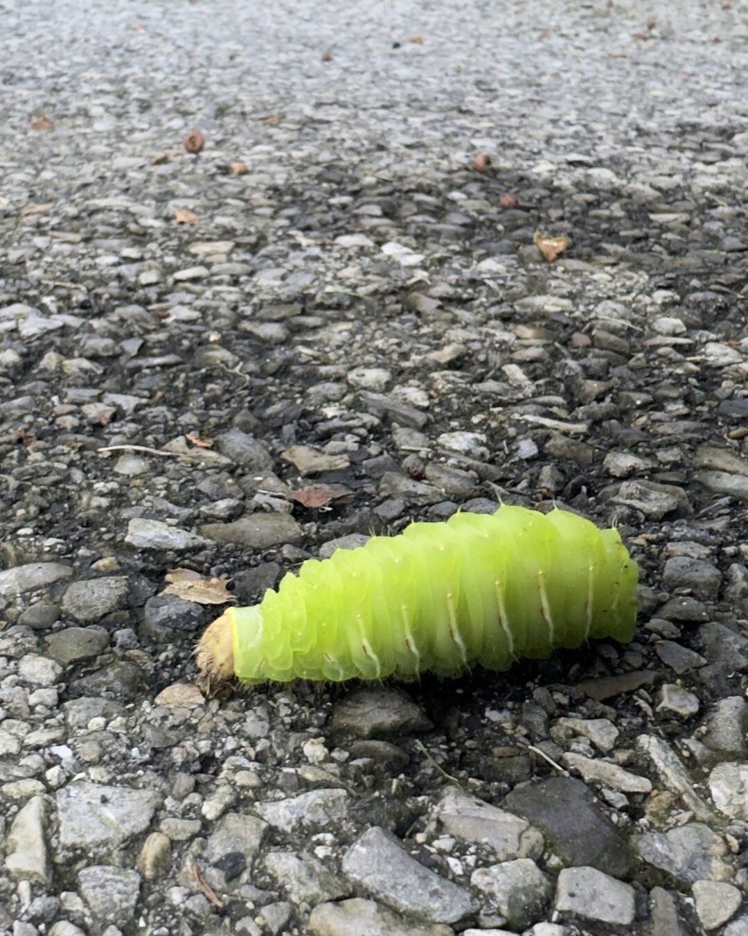 A shockingly green caterpillar slowly works its way across some asphalt.