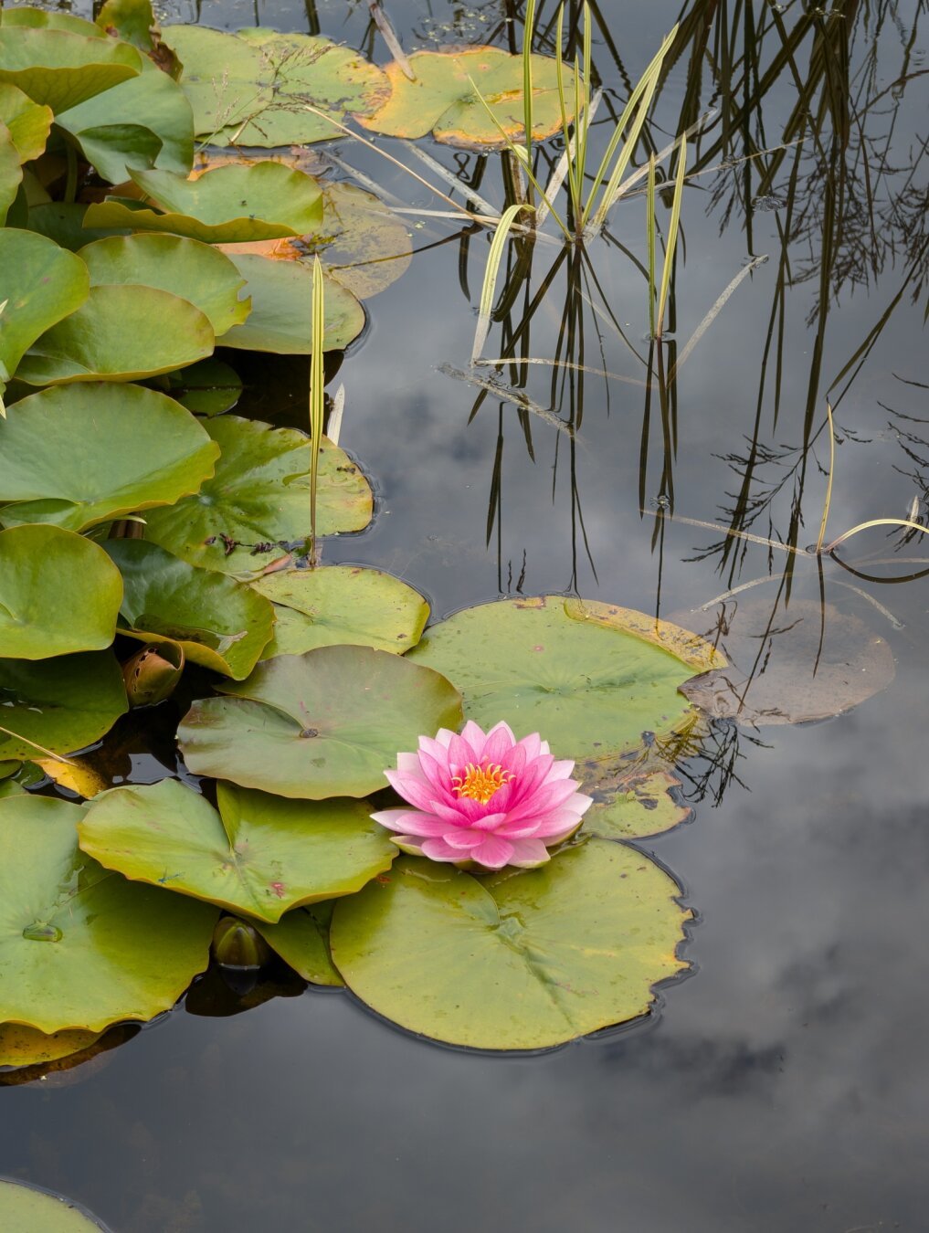 pink lilly on green leaves in a pond