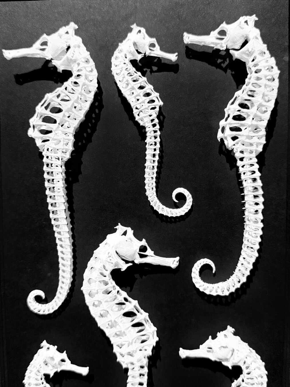 Skeletons of seahorses mounted on a black background.