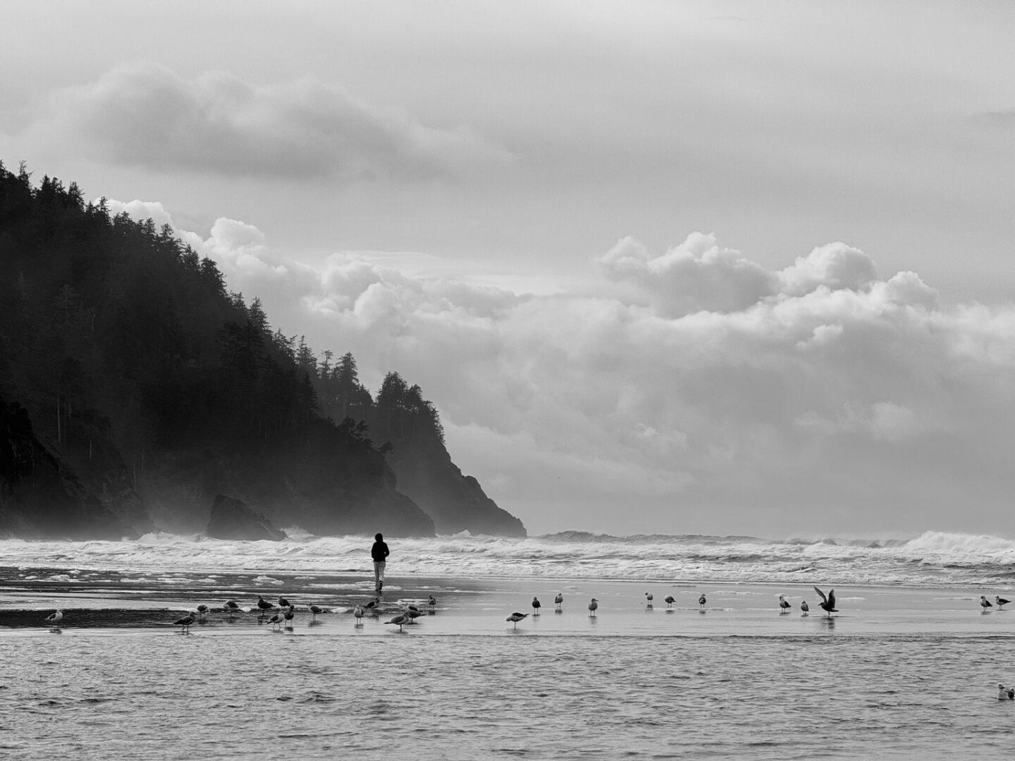 Beach with waves, hill on the left sloping down into the ocean with coniferous trees on it and a bit of fog in front, there are clouds in the background. There is a lone individual walking along the beach and some shorebirds in the foreground. Picture is in black and white.