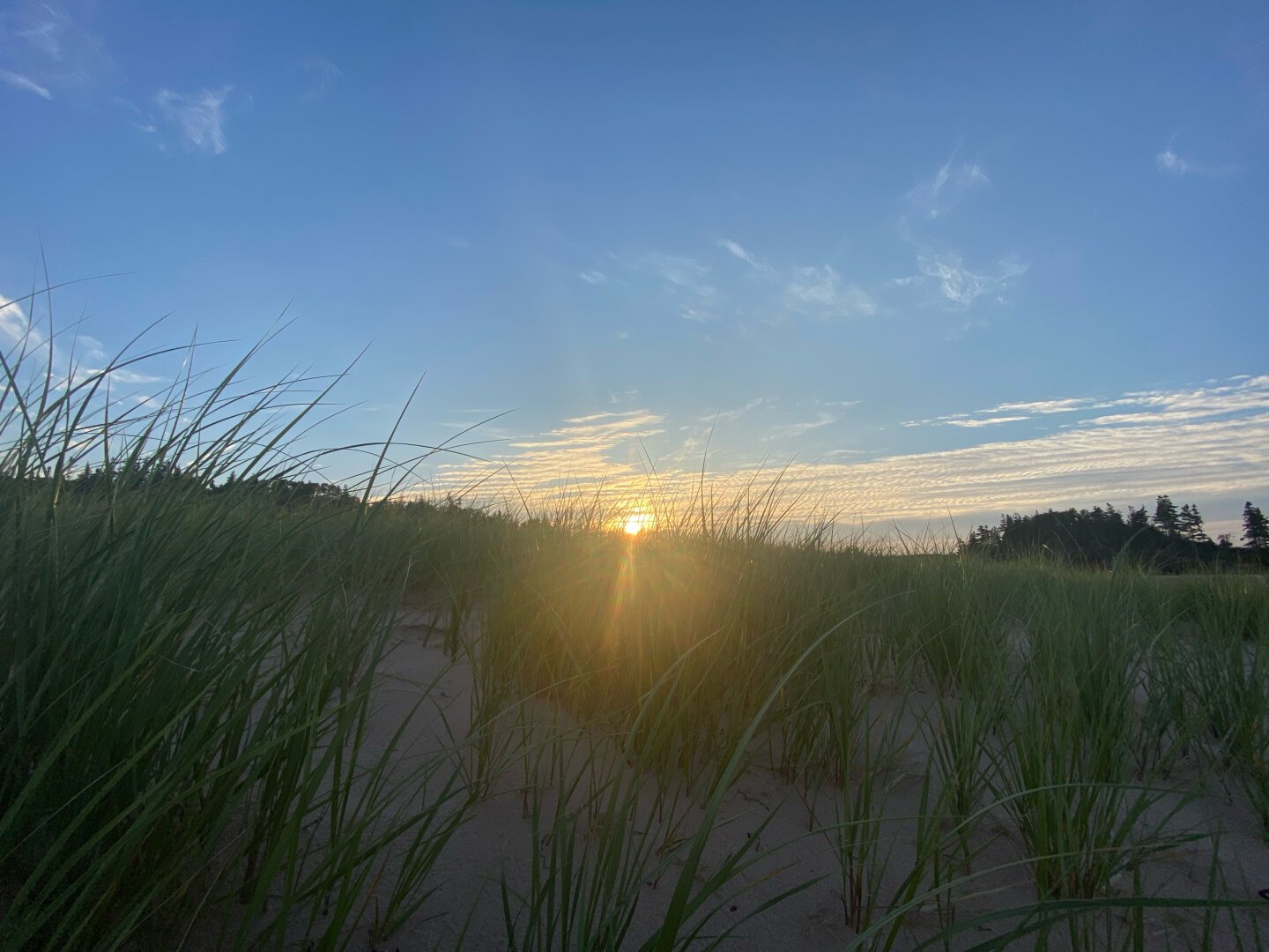 Beach grass with the sun setting in the background with open blue sky with a few clouds