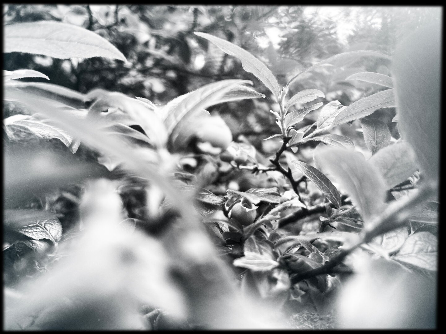 Blueberry bush in black and white