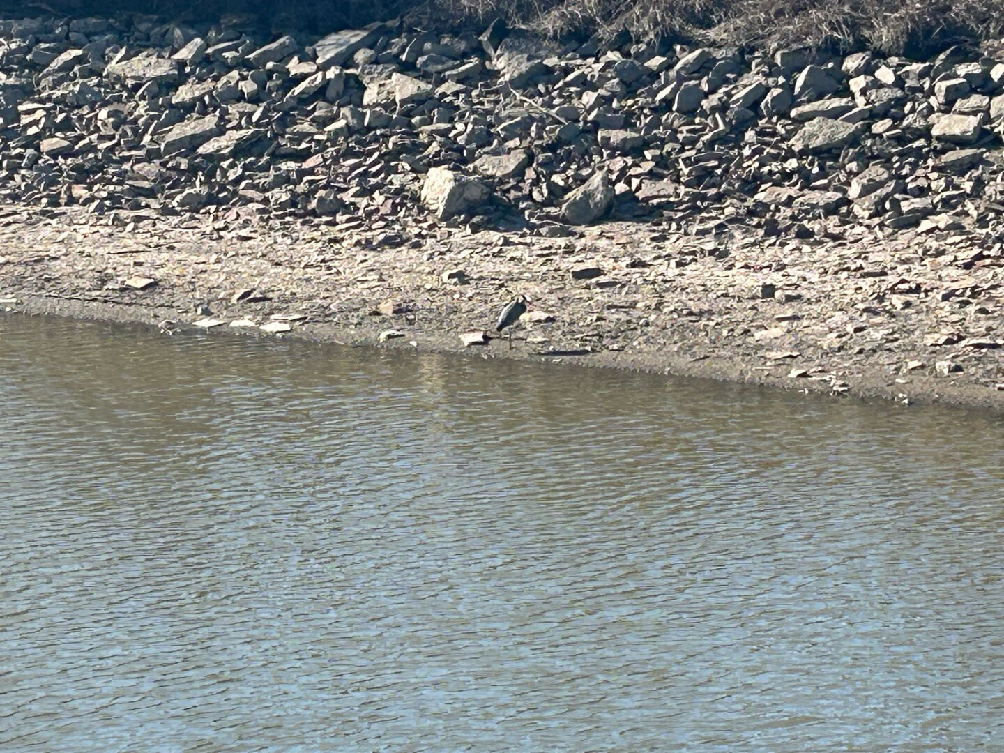 Heron’s enjoying the sun on the side pf the canal water.