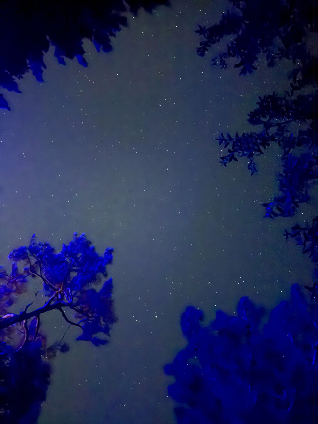 Night sky, starfield, silhouetted by trees with purple upglow.