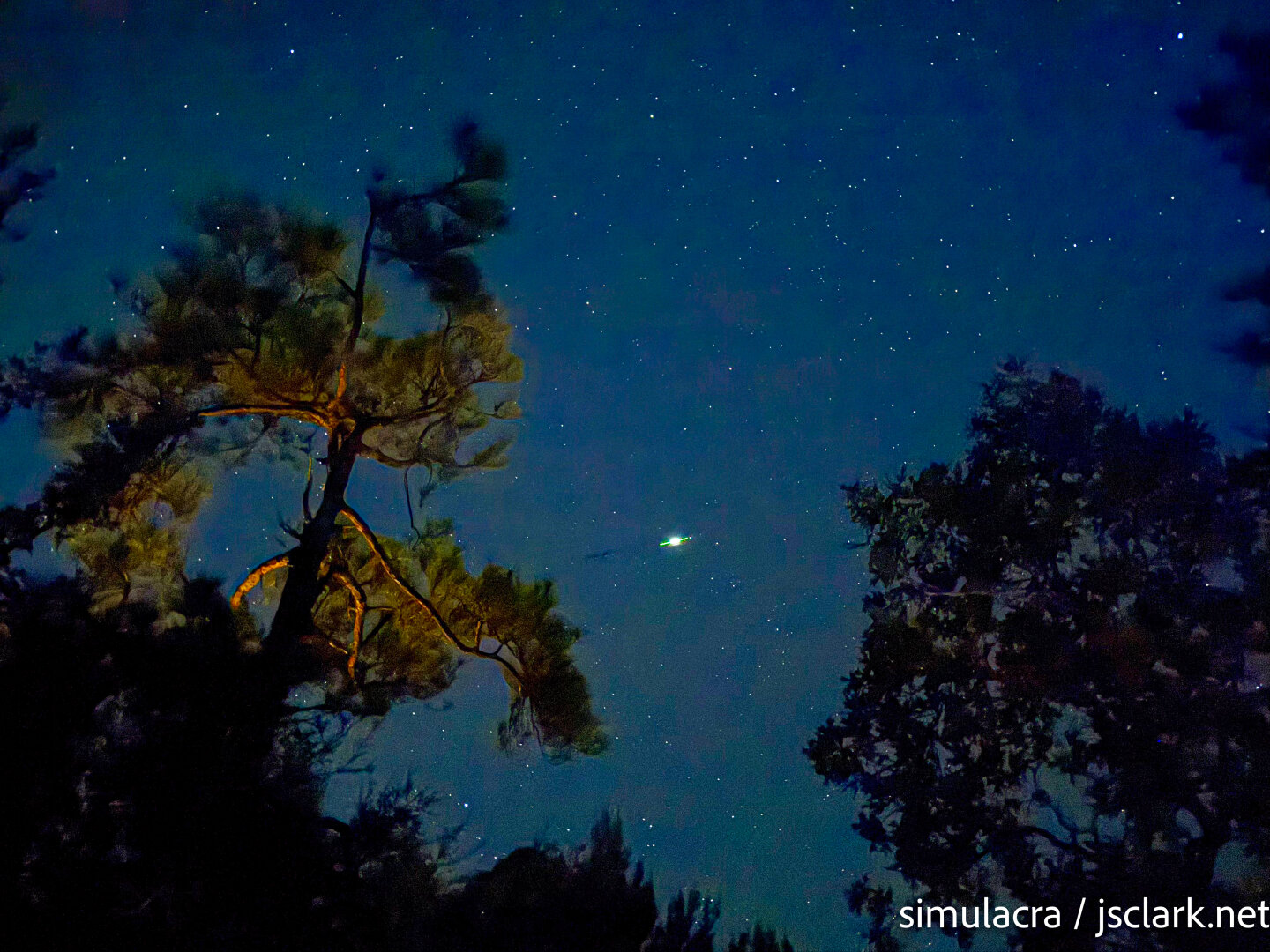 Night sky with streak from aircraft (3-sec exposure) and pine silhouettes