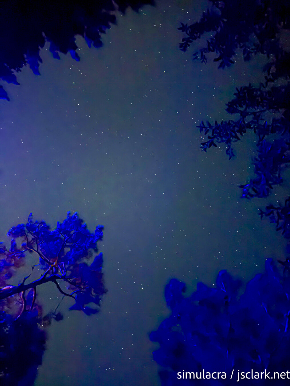 Night sky with star field and pines uplit by purplish glow from someone's campsite lighting.