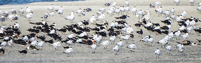 Terns, black skimmers, and other shore birds crowd a sandbar.