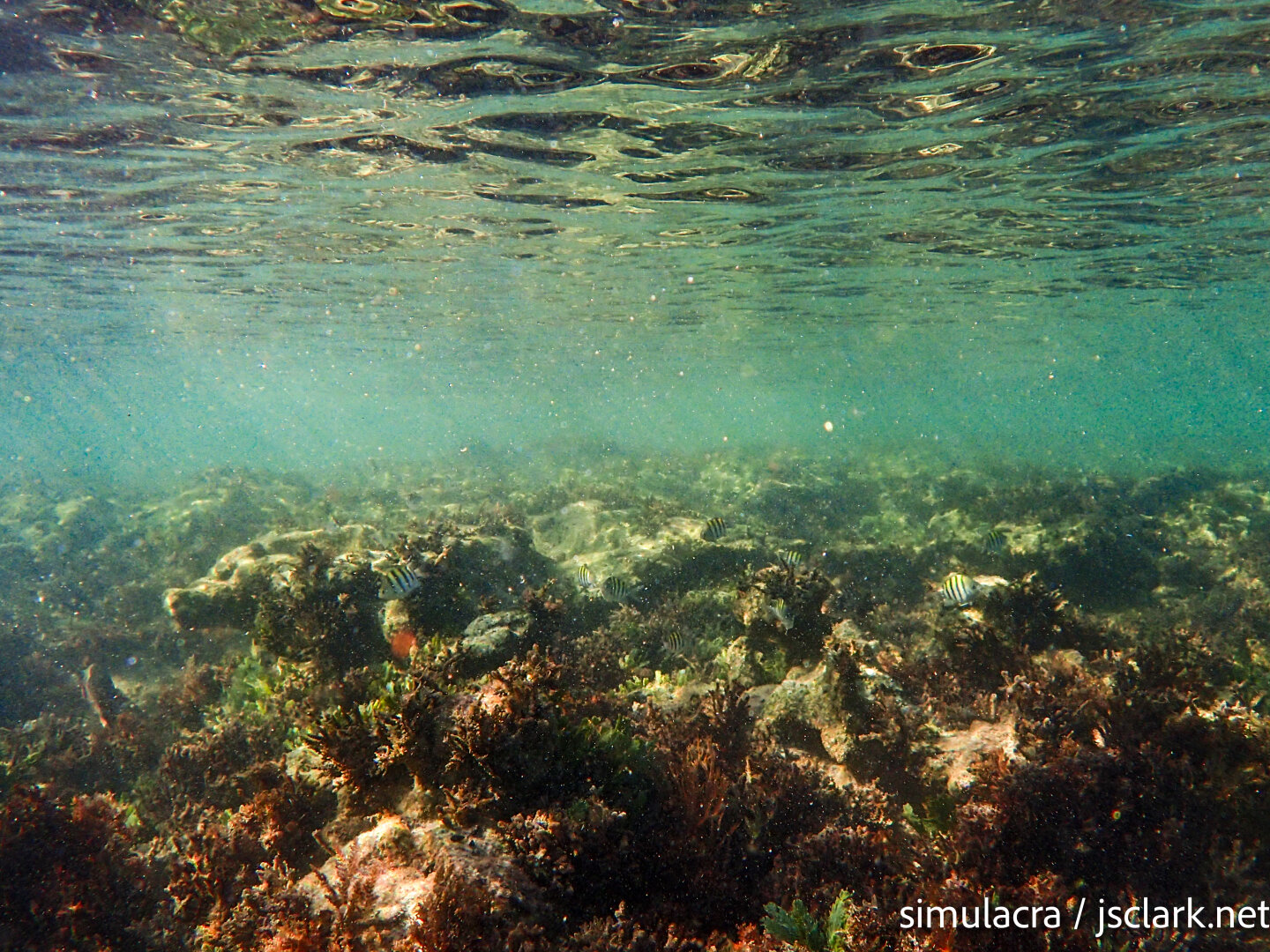 Undersea rock and plants reflected against the surface overhead.