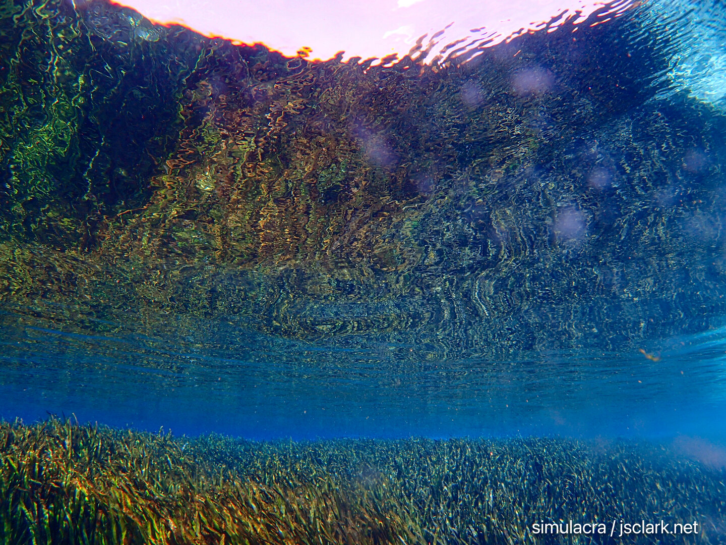 Meadows of waving eelgrass reflect against the surface overhead.