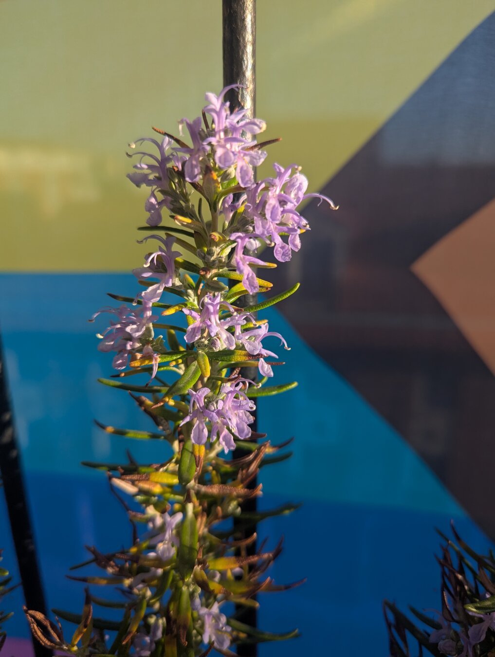 Una rama de romero en una barandilla de un balcón. Tiene muchas flores de color morado clarito, malva, iluminadas por el sol.