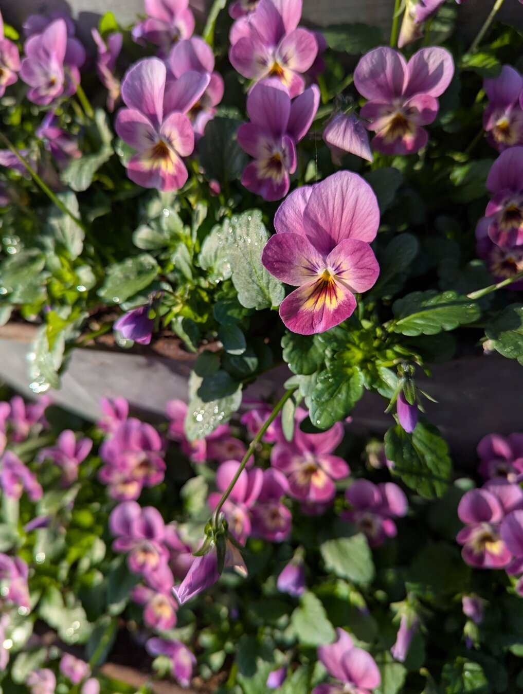 Primer plano de unas flores, parecen pensamientos. La flor es morada con un toque de amarillo en el centro, con cinco pétalos. Hay muchas colocadas en una estructura semicircular.

El sol acentúa sus colores.