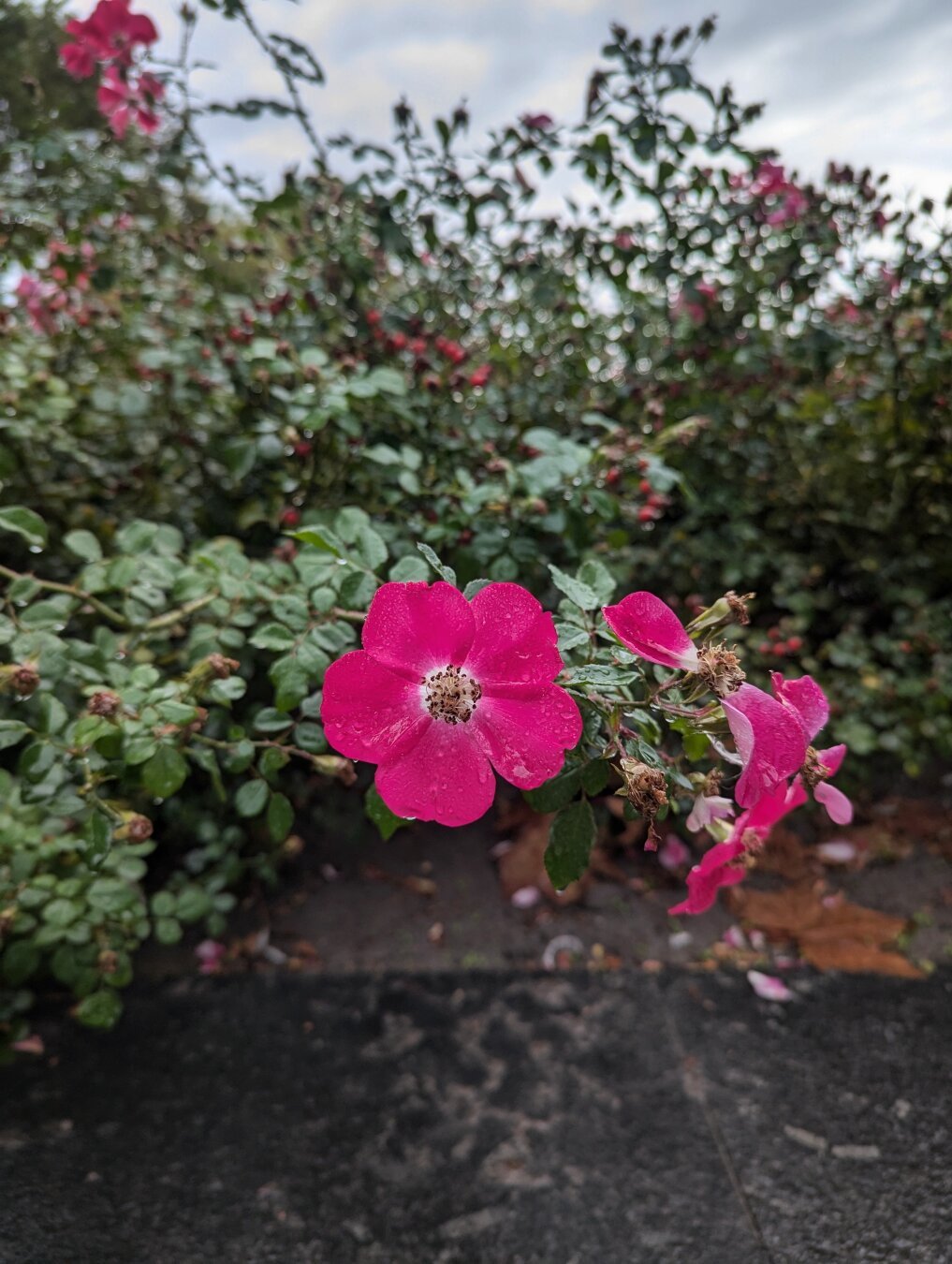 Flor de color magenta, con cinco pétalos. Destaca mucho entre un matorral con otras flores similares que ya han perdido parte de sus pétalos. Se ve un trocito de pavimento junto a la tierra donde crece este matorral.