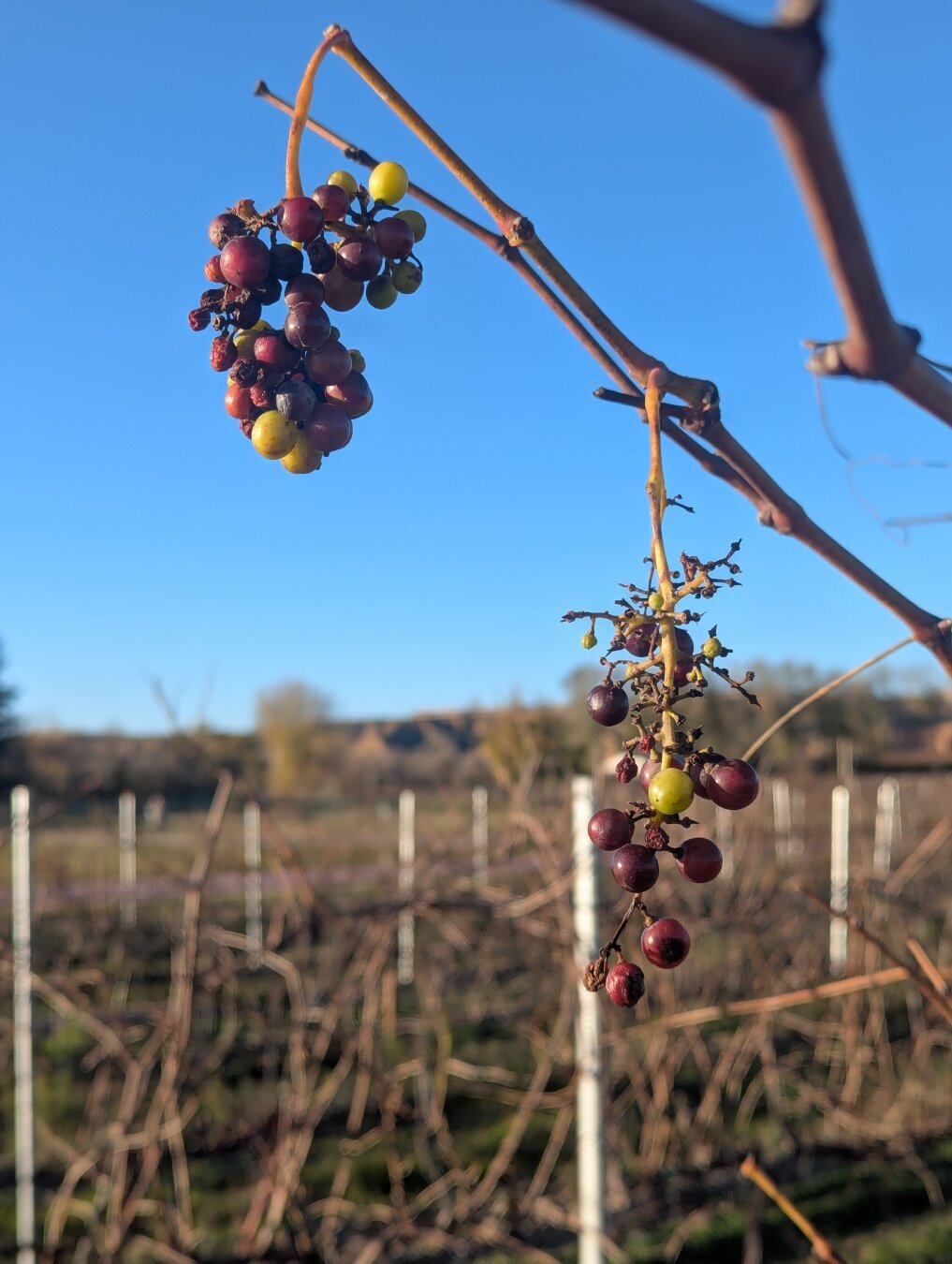 Primer plano de dos racimos de uvas. Son uvas rojas, aunque alguna no ha madurado y aún está verde. Uno de los racimos apenas tiene uvas y el otro tiene más.

Uno de ellos contrasta contra el cielo azul. De fondo, en segundo plano, se aprecian más vides en espalderas.