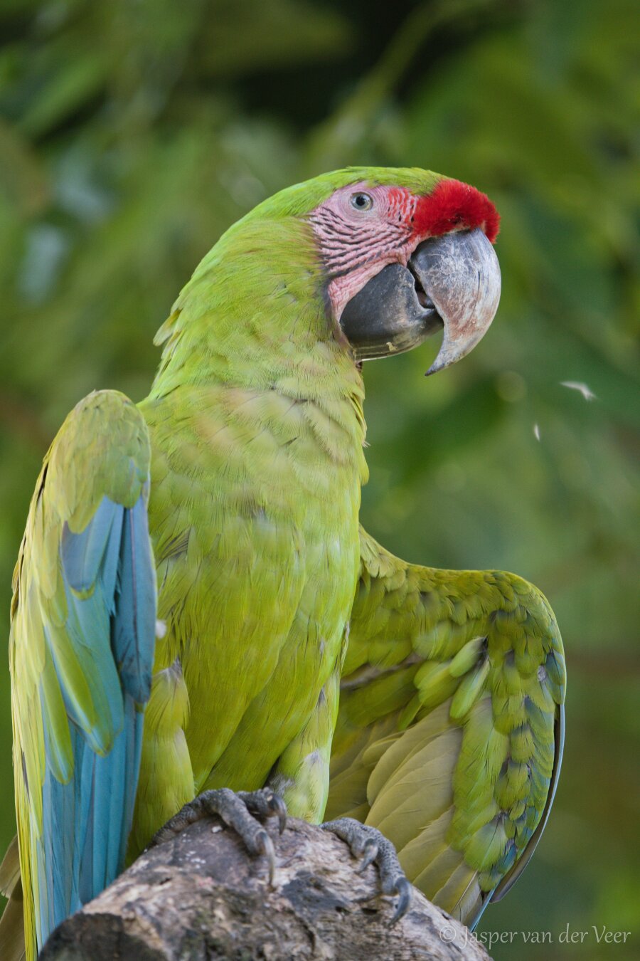 Great Green Macaw headshot picture