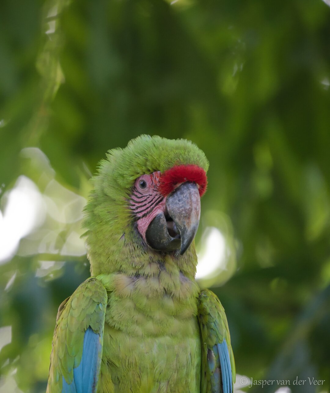 Great Green Macaw headshot picture