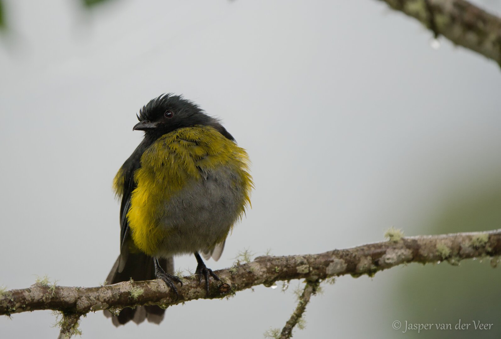 A small fluffy black and yellow bird on a twig.