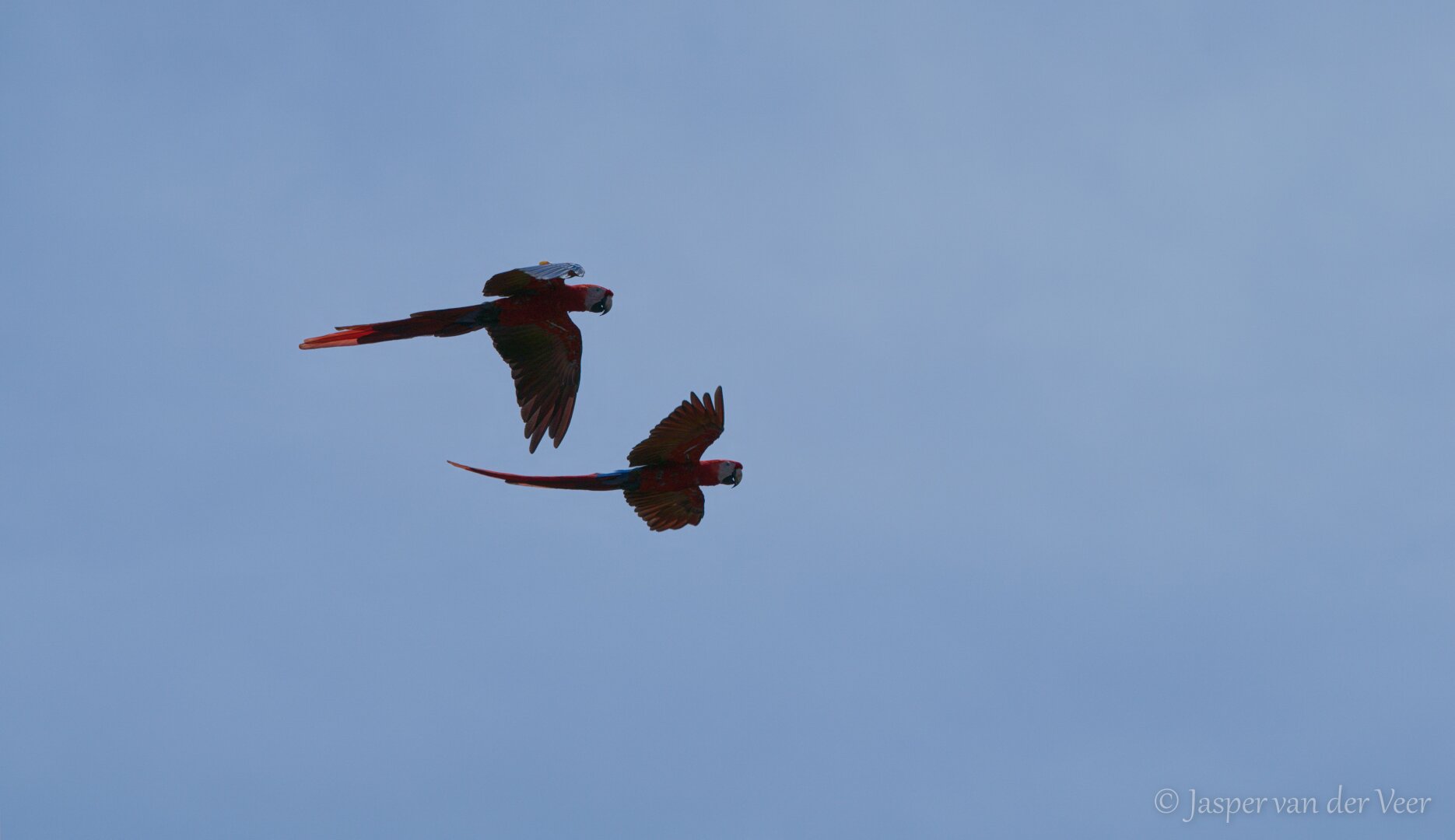 A pair of Scarlet Macaws flying by in a slightly hazy blue sky.