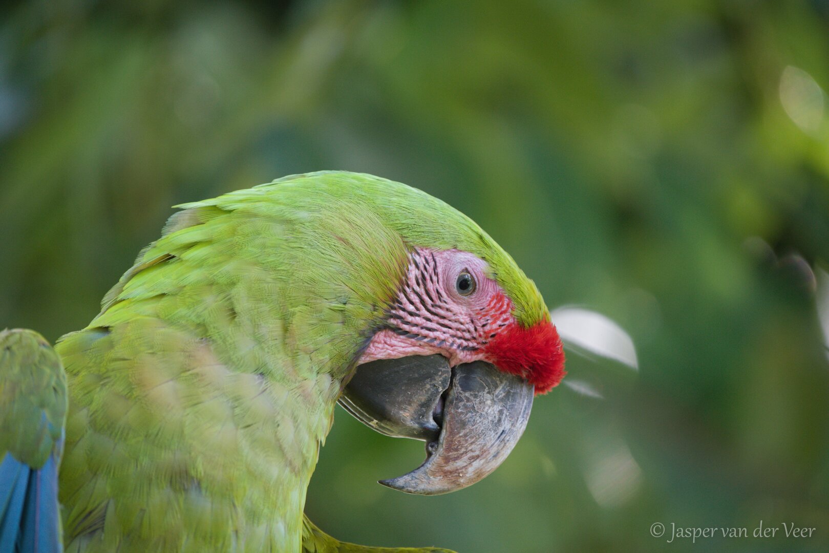 Great Green Macaw headshot picture