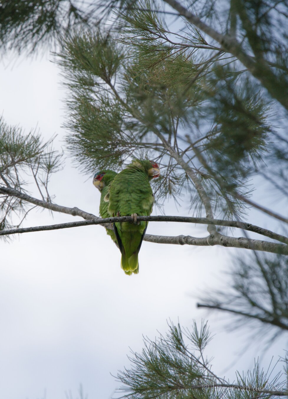 A pair of parrots looking down to the viewer whilst sitting high up in a tree.