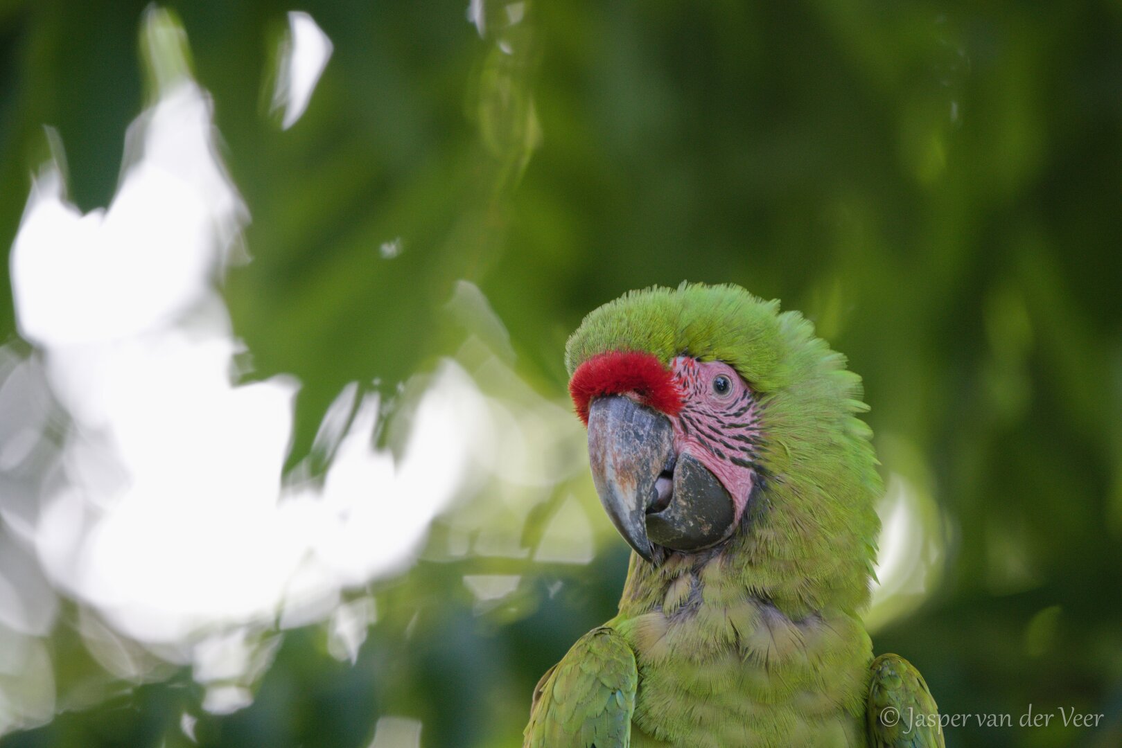 Great Green Macaw headshot picture