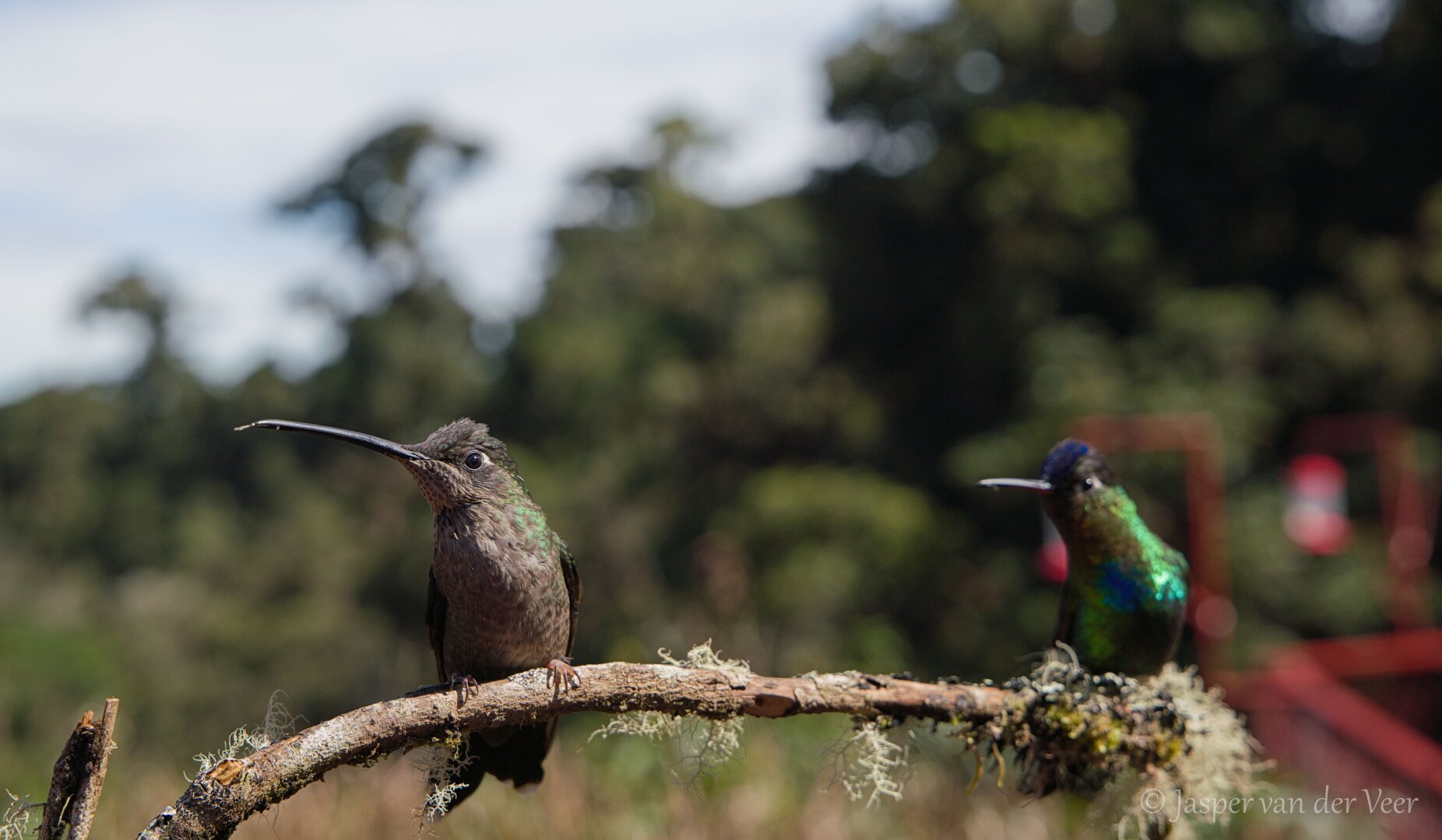 Two hummingbirds sitting on a stick, both looking to their right.