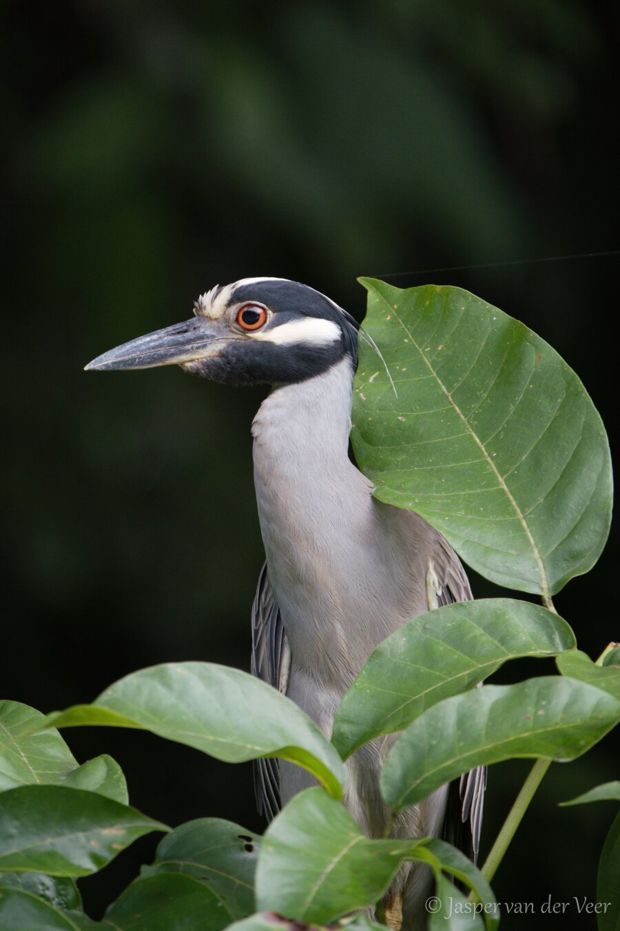 A small heron like bird with large green leaves around it.