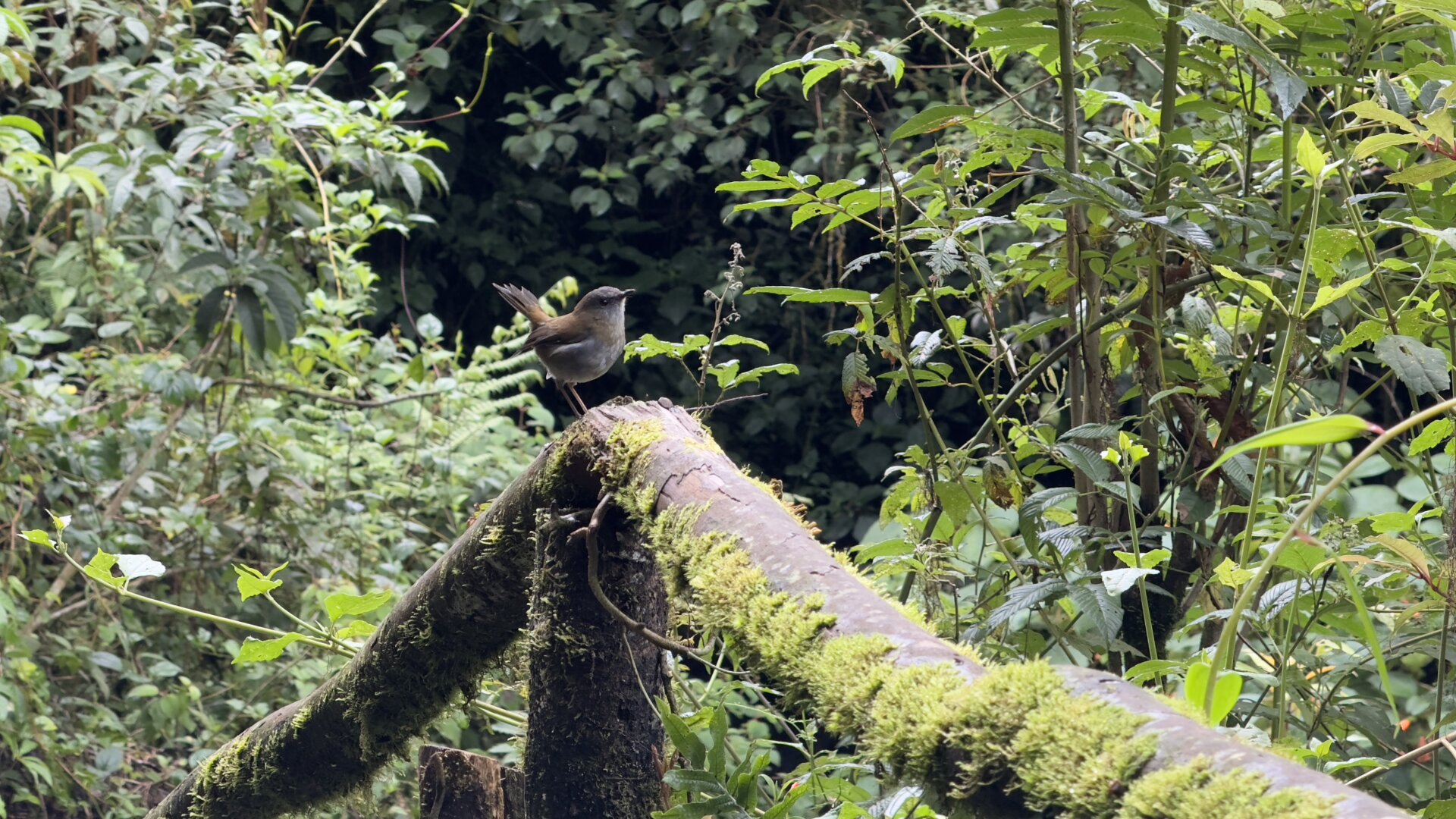 A small brown and grey bird is perching on a mossy hand rail.