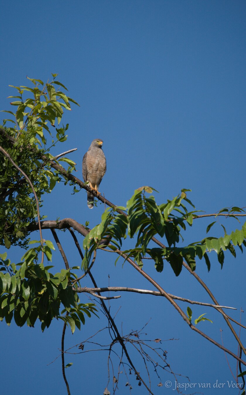 A bird of prey sitting on a downward slanting branch with a clear blue sky in the background.