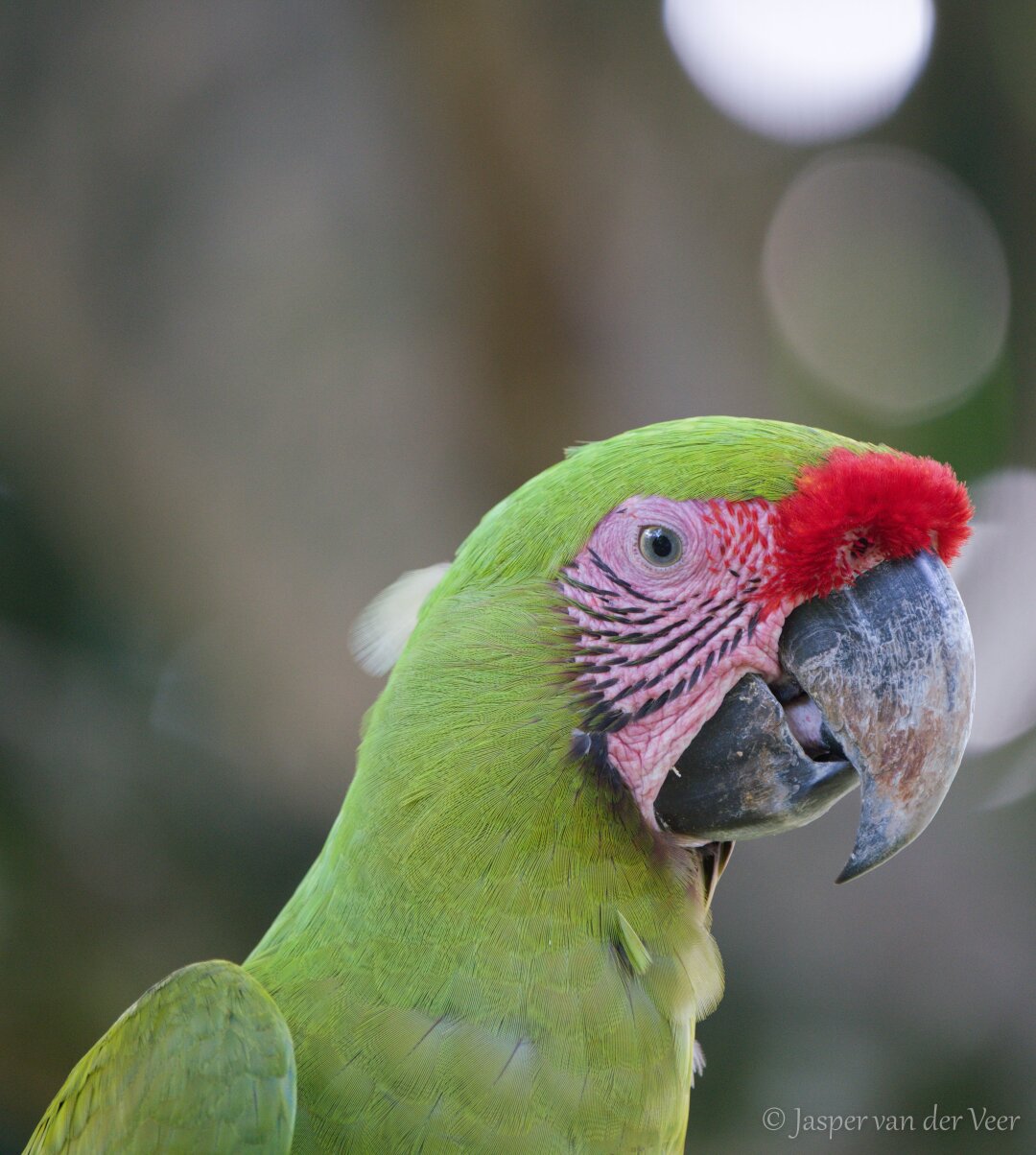 Great Green Macaw headshot picture